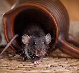 Doe-het-zelf muizenval – instructies voor zelfgemaakte vallen Doe-het-zelf muizenval – instructies voor zelfgemaakte vallen