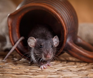 Как избавиться от мышей в квартире