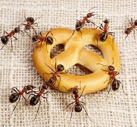 Diatomita de hormigas, insectos, cucarachas y otros insectos