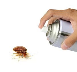 Как вывести клопов из квартиры самостоятельно Как вывести клопов из квартиры самостоятельно