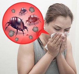 Как избавиться от пылевых клещей Как избавиться от пылевых клещей