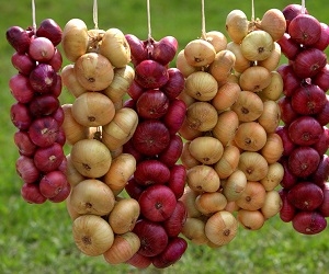 How to properly store onions at home Як правильно зберігати цибулю в домашніх умовах
