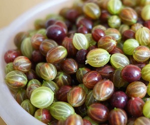 How to store gooseberries Як зберігати ягоди агрусу