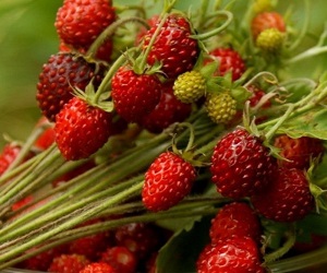 How to store strawberries Як зберігати суницю