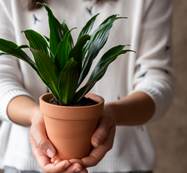 ¿Qué plantas de interior traen felicidad al hogar?