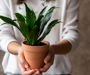 What indoor plants bring happiness to the home Які кімнатні рослини приносять щастя в дім