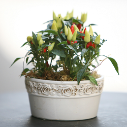 How to care for decorative indoor pepper Як доглядати за декоративним кімнатним перцем