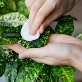 Cómo limpiar las plantas de interior del polvo y la suciedad.