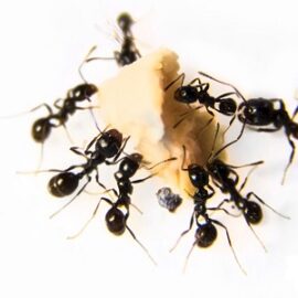 Cómo deshacerse de los insectos en la casa