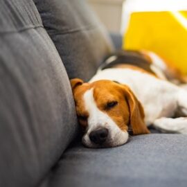 Cómo deshacerse del pelo de perro en un apartamento
